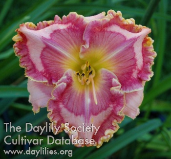 Daylily Tropical Smoothie